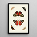 Les papillons exotiques des trois continents Asia Africa et America pl18 - Pieter Cramer — quadro incorniciato alla parete