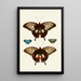 Les papillons exotiques des trois continents Asia Africa et America pl40 - Pieter Cramer — quadro incorniciato alla parete