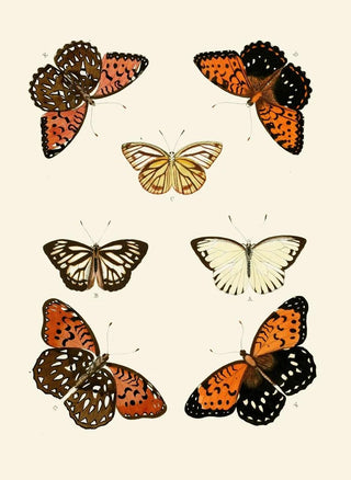 Pieter Cramer - De uitlandsche kapellen voorkomende in de drie waerelddeelen Asia Africa en America pl44.webp