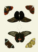 Les papillons exotiques des trois continents Asia Africa et America pl49 - Pieter Cramer — vista dell’opera