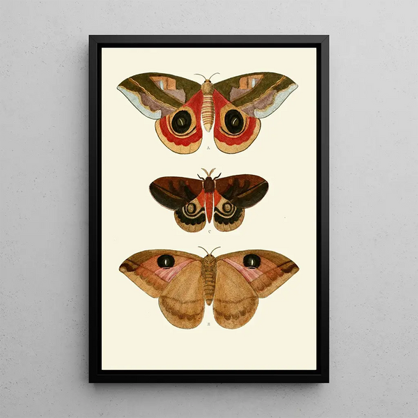 Les papillons exotiques des trois continents Asia Africa et America pl64 - Pieter Cramer — quadro incorniciato alla parete