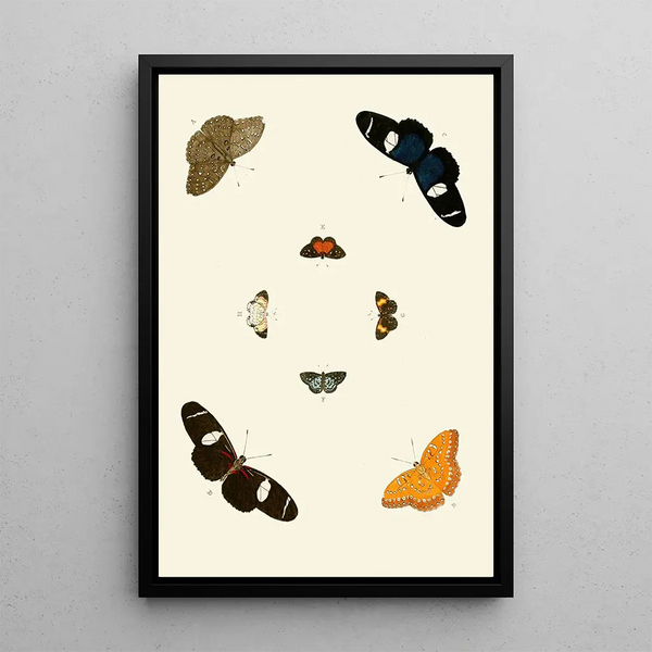 Les papillons exotiques des trois continents Asia Africa et America pl66 - Pieter Cramer — quadro incorniciato alla parete