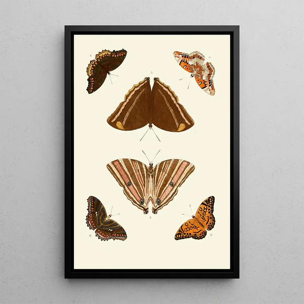 Les papillons exotiques des trois continents Asia Africa et America pl69 - Pieter Cramer — quadro incorniciato alla parete