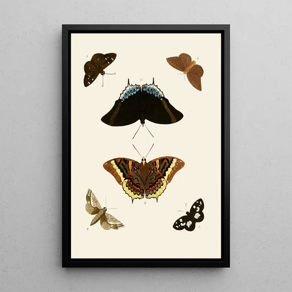 Les papillons exotiques des trois continents Asia Africa et America pl74 - Pieter Cramer — quadro incorniciato alla parete