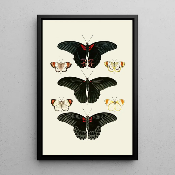 Les papillons exotiques des trois continents Asia Africa et America pl91 - Pieter Cramer — quadro incorniciato alla parete