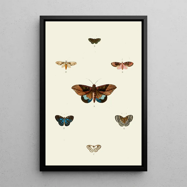 Les papillons exotiques des trois continents Asia Africa et America pl92 - Pieter Cramer — quadro incorniciato alla parete