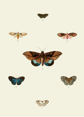 Pieter Cramer - De uitlandsche kapellen voorkomende in de drie waerelddeelen Asia Africa en America pl92.webp