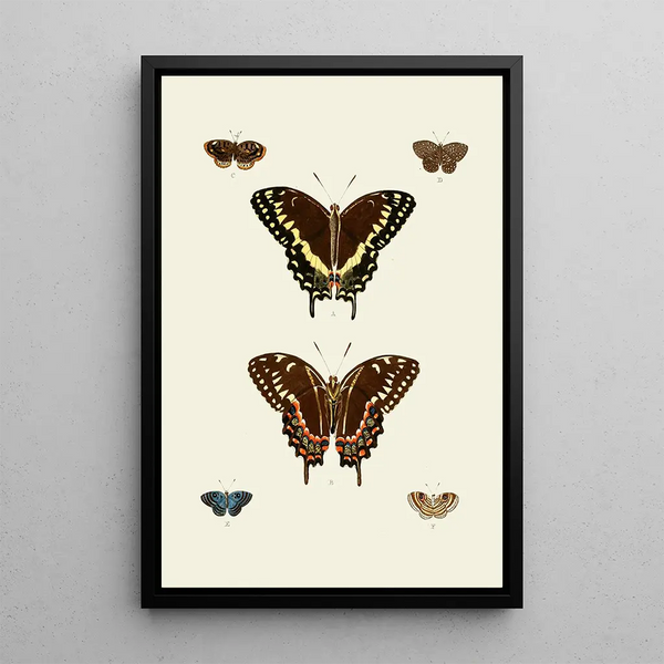 Les papillons exotiques des trois continents Asia Africa et America pl93 - Pieter Cramer — quadro incorniciato alla parete