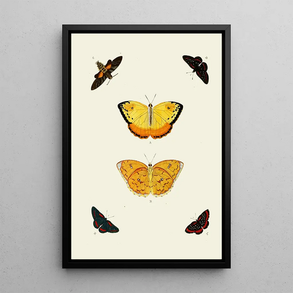 Les papillons exotiques des trois continents Asia Africa et America pl94 - Pieter Cramer — quadro incorniciato alla parete