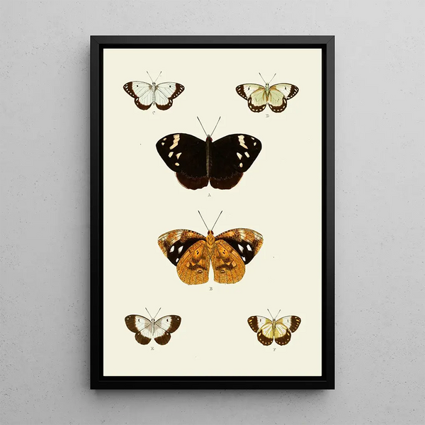 Les papillons exotiques des trois continents Asia Africa et America pl95 - Pieter Cramer — quadro incorniciato alla parete