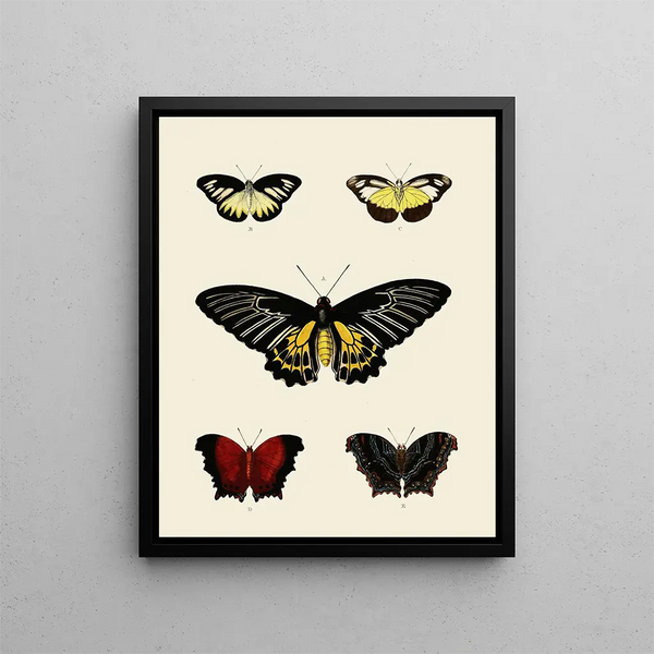 Pieter Cramer - Foreign butterflies occurring in the three continents Asia Africa and America Pl003.webp