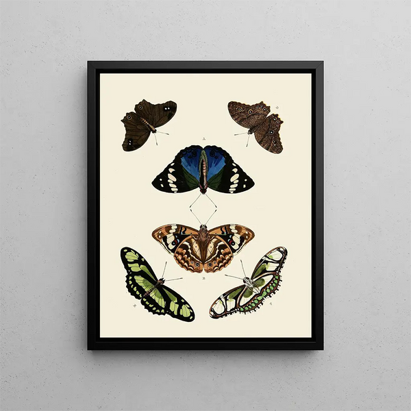 Pieter Cramer - Foreign butterflies occurring in the three continents Asia Africa and America Pl004.webp