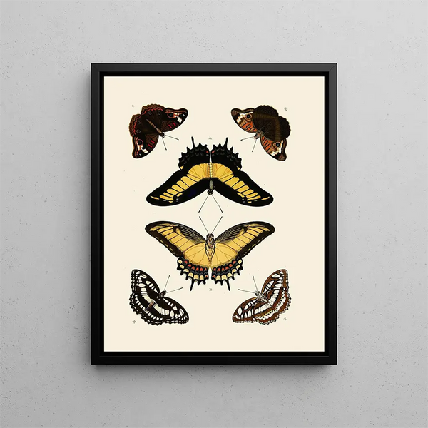 Pieter Cramer - Foreign butterflies occurring in the three continents Asia Africa and America Pl011.webp