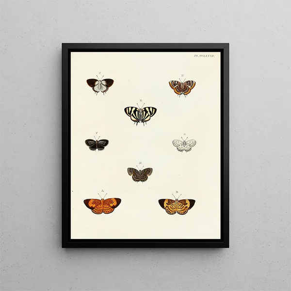 Pieter Cramer - Foreign butterflies occurring in the three continents Asia Africa and America Pl089.webp
