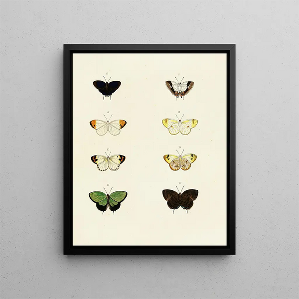 Pieter Cramer - Foreign butterflies occurring in the three continents Asia Africa and America Pl105.webp