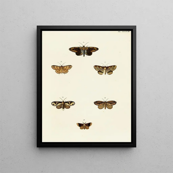 Pieter Cramer - Foreign butterflies occurring in the three continents Asia Africa and America Pl114.webp