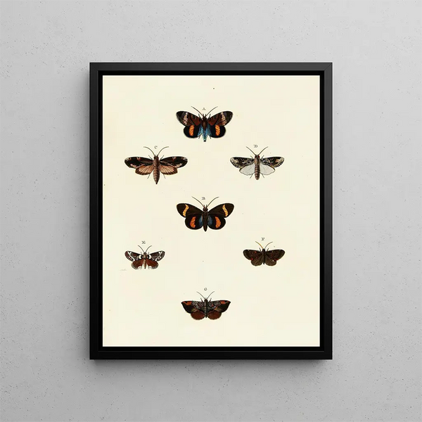 Pieter Cramer - Foreign butterflies occurring in the three continents Asia Africa and America Pl116.webp