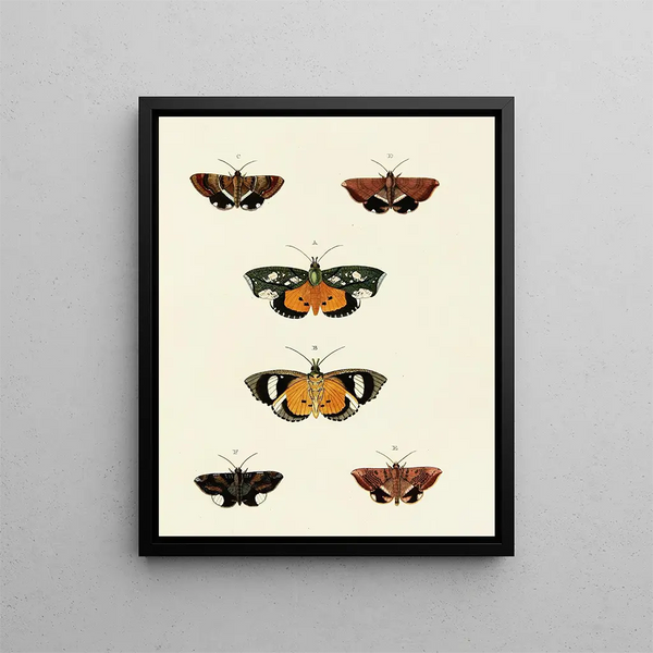 Pieter Cramer - Foreign butterflies occurring in the three continents Asia Africa and America Pl129.webp