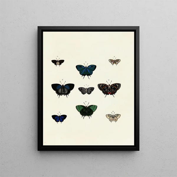 Pieter Cramer - Foreign butterflies occurring in the three continents Asia Africa and America Pl139.webp