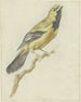 Loriot giallo Icterus nigrogularis - Pieter Gevers — vista dell’opera