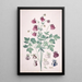 Une Ancolie ou Bonnet de grand-mère Aquilegia con studi aggiuntivi sui fiori - Pieter Holsteyn II — quadro incorniciato alla parete