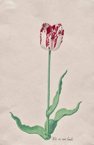 Pieter Holsteyn II - Study of a Tulip Wit en root boode.webp