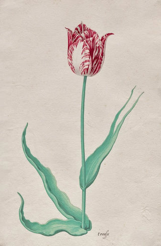 Pieter Holsteyn II - Study of a Tulip t roosje.webp