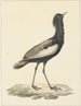 Baardtrap (Eupodotis bengalensis) - Pieter Pietersz Barbiers — vista dell’opera
