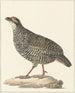 Francolin de Chine Excalfactoria chinensis - Pieter Pietersz. Barbiers — vista dell’opera