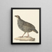 Francolin de Chine Excalfactoria chinensis - Pieter Pietersz. Barbiers — quadro incorniciato alla parete