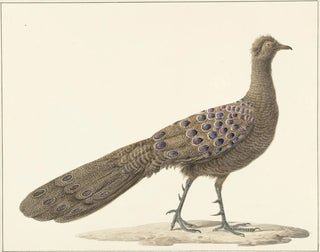 Pieter Pietersz Barbiers - Spiegelpauw.webp