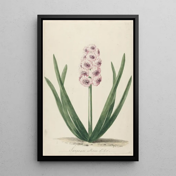 Pieter van Loo - Hyacint genaamd Surpasse Mine dOr.webp