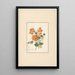 Branches de Tropaeolum et une violette - Pieter van Loo — quadro incorniciato alla parete