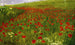 Prairie avec des coquelicots - Pál Szinyei Merse — vista dell’opera