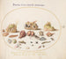 Planche 51 Conchiglie di Murex, granchi eremiti, lumaca, insetti e altre vite marine - Joris Hoefnagel — vista dell’opera