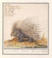 Ippocampo comune Hystrix cristata, ferro esploratore Histrix Ippocampo d'Africa - Anselmus Botius de Boodt — vista dell’opera