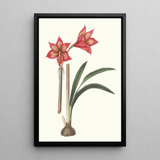 Priscilla Susan Bury - Amaryllis Correiensis.webp