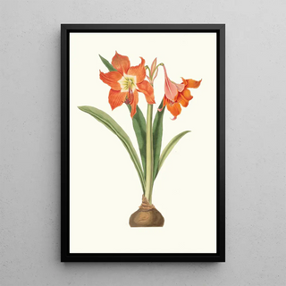 Priscilla Susan Bury - Amaryllis Equestris Major.webp