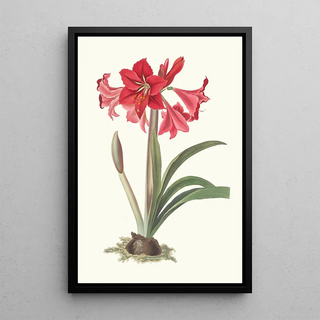 Priscilla Susan Bury - Amaryllis Johnsoni.webp