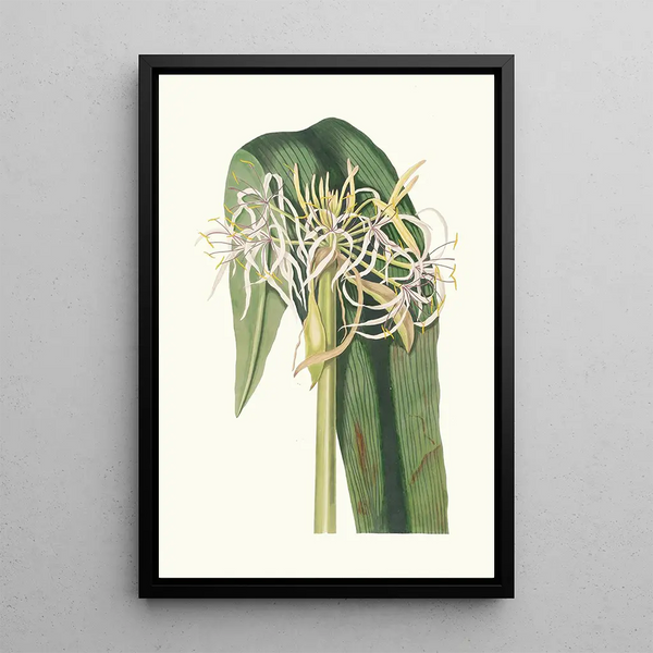 Crinum Declinatum - Priscilla Susan Bury — quadro incorniciato alla parete