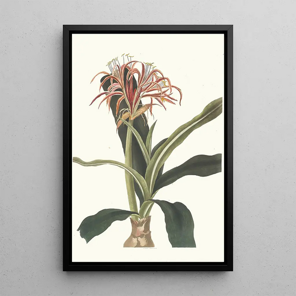 Crinum Hybridum Pedunculatum et Zeylanicum - Priscilla Susan Bury — quadro incorniciato alla parete
