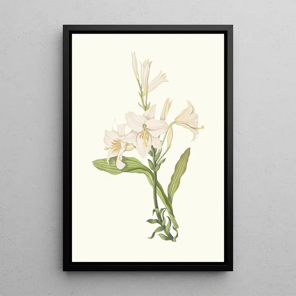 Lilium Candidum - Priscilla Susan Bury — quadro incorniciato alla parete