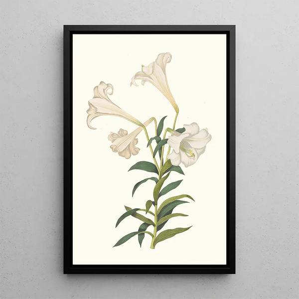 Lilium Longiflorum - Priscilla Susan Bury — quadro incorniciato alla parete
