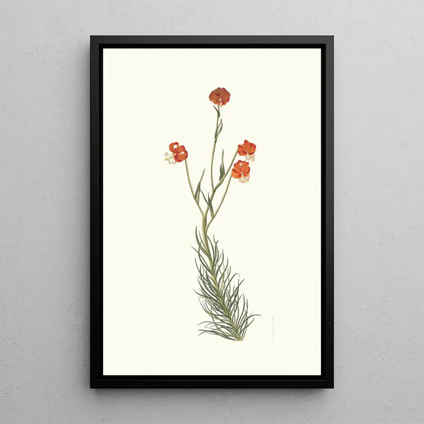 Lilium Pyrenaicum - Priscilla Susan Bury — quadro incorniciato alla parete