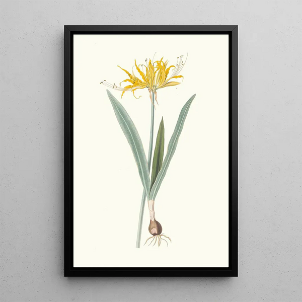 Nerine Aurea - Priscilla Susan Bury — quadro incorniciato alla parete