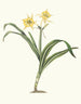 Pancratium amancaes - Priscilla Susan Bury — vista dell’opera