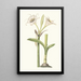 Pancratium Calathinum - Priscilla Susan Bury — quadro incorniciato alla parete