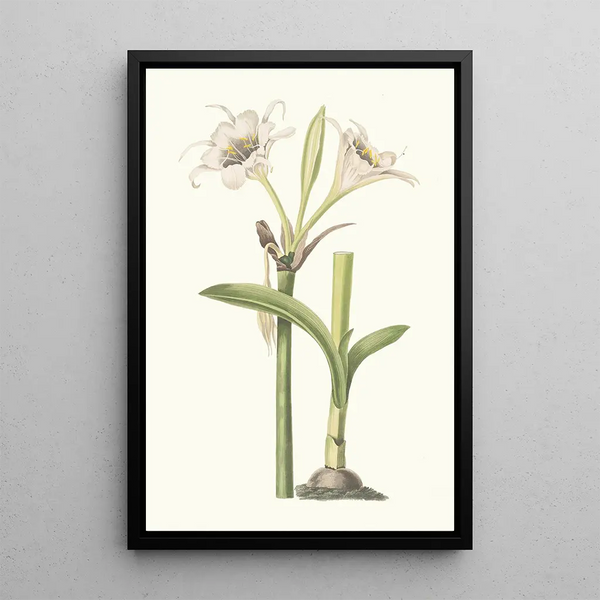 Pancratium Calathinum - Priscilla Susan Bury — quadro incorniciato alla parete