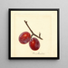 Prunus domestica Illinois Ironclad - Anonimo — quadro incorniciato alla parete