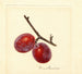 Prunus domestica Illinois Ironclad - Anonimo — vista dell’opera